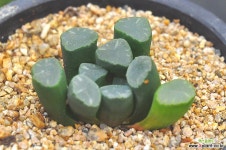 만상(Z094) 하월시아