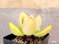 실생 19-265 다육식물