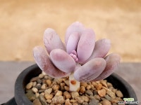 sp미인 19-279 다육식물