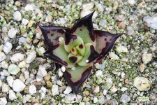 원종에보니(오리지널)632 다육식물