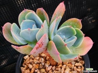 블루스카이 115-21 다육식물