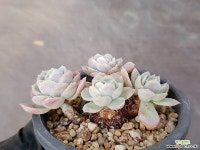 라즈베리아이스 21-283 다육식물