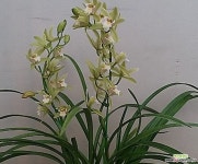동양란.스프링파우.동양란,서양란교배종입니다.좋은향.잎풍성.상태굿. 기타 동양란