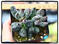 유럽천금장군생 다육식물