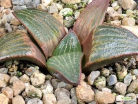 러브 88-25 하월시아