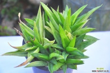 하월시아SP(Z124) 하월시아