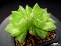 옥루금 1-580 하월시아