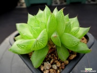 옥루금 1-581 하월시아