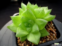 옥루금 1-581 하월시아