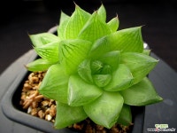 옥루금 1-581 하월시아