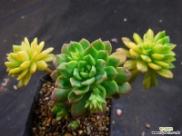 마커스색금 1016-307 다육금