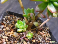 마커스색금 1016-307 다육금