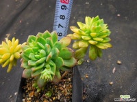 마커스색금 1016-307 다육금