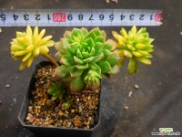 마커스색금 1016-307 다육금