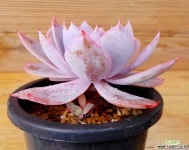 묵은목대 핑키 다육식물