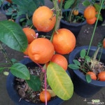 레모나무 왕레몬나무 특대 키약100~130cm열매가득 과실열매류