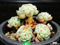 라엔64 다육식물