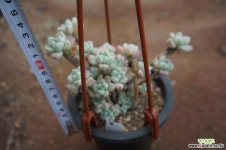 (1月)라울.46 다육식물