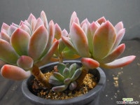 롤리폴리자연한몸 1018-2139 다육식물