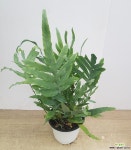 [재입고]블루스타 고사리/양치류-짱짱한 아이로 풍성합니다! 양치류