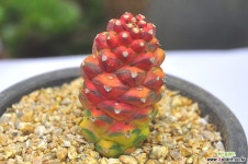 리치아이금(Z168) 다육금