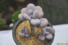 염미인(Z175) 다육식물