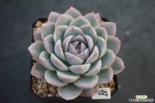 585. 상아린 다육식물