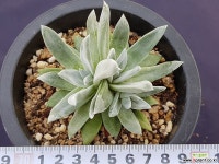 화리노사5968 두들레야