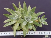 화리노사5969 두들레야