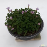 겹사랑초(옥살리스팜팜더블품) 야생화