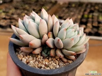 여미월 26-114 다육식물