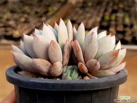 여미월 26-114 다육식물