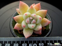 빙산 1-741 다육식물