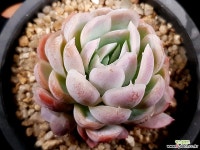 레몬로즈 27-61 다육식물