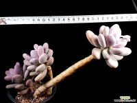 SP미인 27-102 다육식물