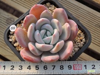 상아 (69) 다육식물