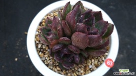 흑장미 다육식물