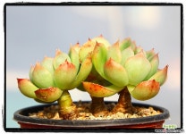 아이스에이지군생(자연) 다육식물