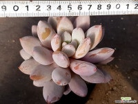 라쿰비너스미인(얼큰이) 28-291 다육식물