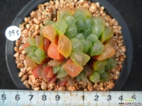 595 자옥로 하월시아