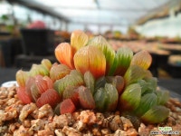 595 자옥로 하월시아