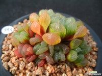 595 자옥로 하월시아