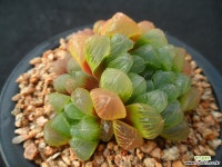 595 자옥로 하월시아