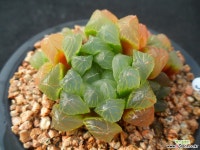 595 자옥로 하월시아