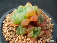 595 자옥로 하월시아