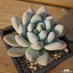 후레뉴 122-41 다육식물