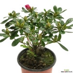 철쭉-블레이즈,선녀꽃 목본류