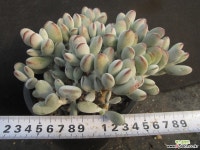 방울복랑군생 2349 다육식물