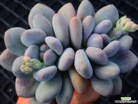 후레뉴_p62 다육식물