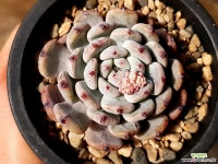 비안트(중) 29-226 다육식물